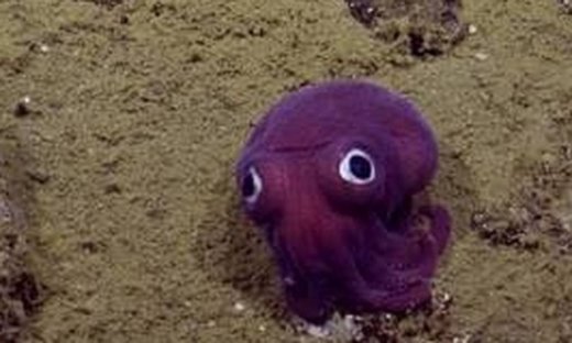 Το πιο χαριτωμένο πλάσμα του βυθού μοιάζει με χταπόδι αλλά δεν είναι