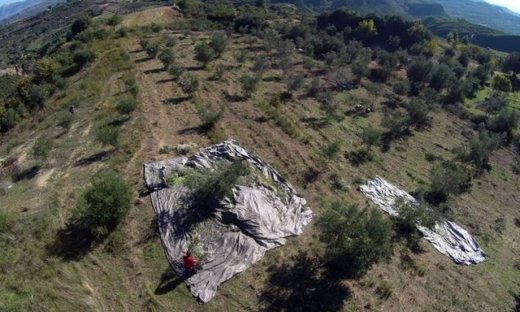 Μειωμένη κατά 20% την φετινή παραγωγή ελαιόλαδου