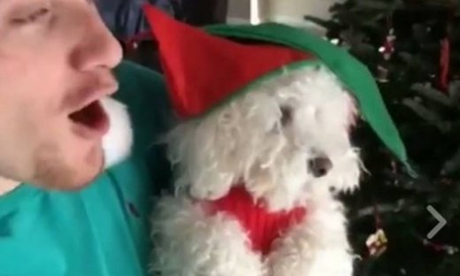 Ο σκυλάκος είναι πραγματικά ενθουσιασμένος με τα Χριστούγεννα! (video)