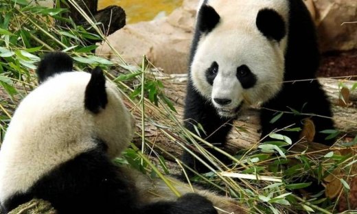 Δίδυμα περιμένει το διάσημα πάντα από την Κίνα (pic)