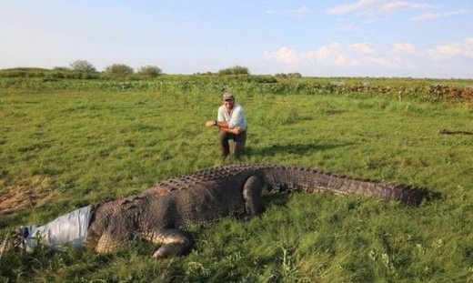 Ο Αυστραλός κροκοδειλάκιας που τολμά να τα βάλει με το γιγάντιο ερπετό (Pics)