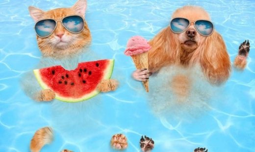 Κρατώντας τα κατοικίδια δροσερά μέσα στη ζέστη