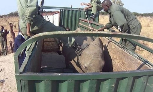 Σοκάρει βίντεο που καταγράφει την αιχμαλωσία ελεφάντων