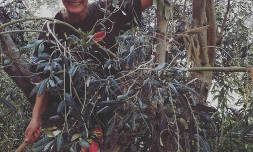 Δείτε ποια παρουσιάστρια ειδήσεων μαζεύει ελιές