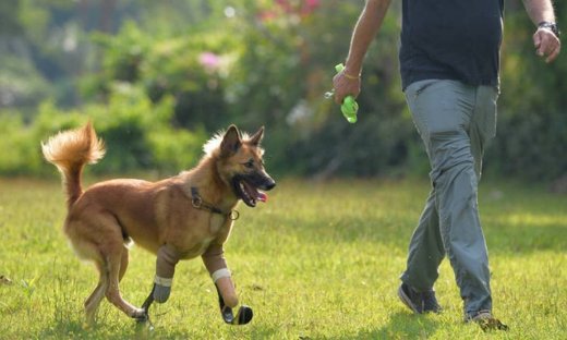 Ταϊλάνδη: Το λυκόσκυλο που δέχτηκε επίθεση με σπαθί απέκτησε προσθετικά πόδια (pics)