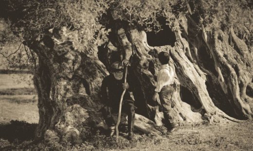 Η Creta Farms Δοξάζει το Ελαιόλαδο με έναν Ύμνο στις Ρίζες Όλων Μας