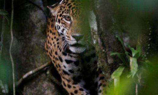 Πώς ένα αντρικό άρωμα έγινε το κρυφό όπλο για τη μελέτη της άγριας ζωής