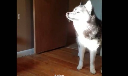 O πιο γλυκός "κλέφτης"