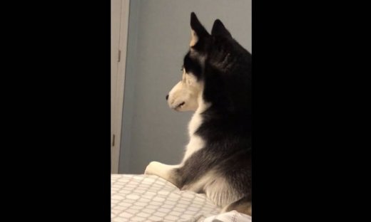 Ένας σκύλος σε... απόγνωση