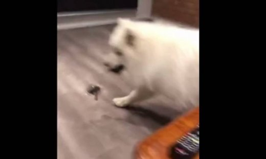 Πιάσε με αν μπορείς!