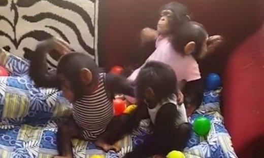 Τα πιο χαριτωμένα μωρά χιμπατζήδες που έχετε δει