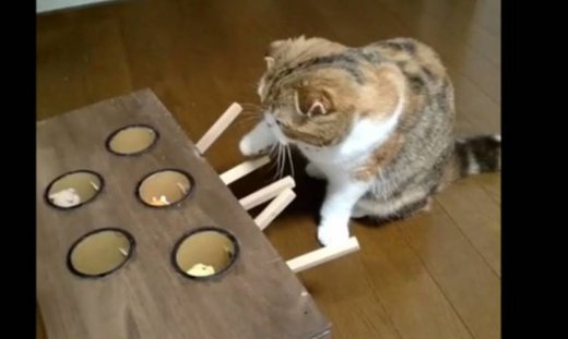 Αυτή η γάτα παίζει wack-a-mole καλύτερα από τον καθένα