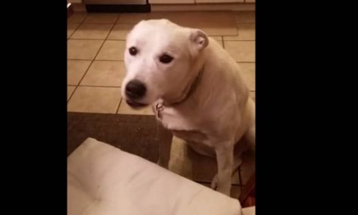 Εσείς μιλάτε με τον σκύλο σας;