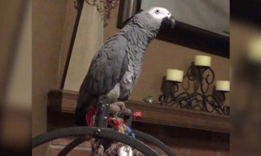 Έξαλλος ο παπαγάλος με το σκύλο του σπιτιού