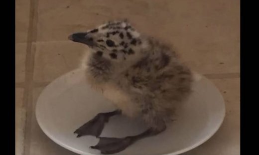 Μια συγκινητική ιστορία φιλίας