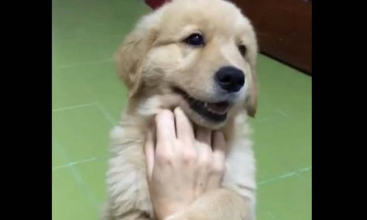 Αυτό το κουτάβι λατρεύει τα χάδια όσο τίποτα άλλο