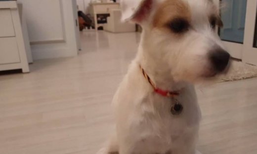 Αυτό το σκυλάκι δεν σηκώνει πολλά πολλά