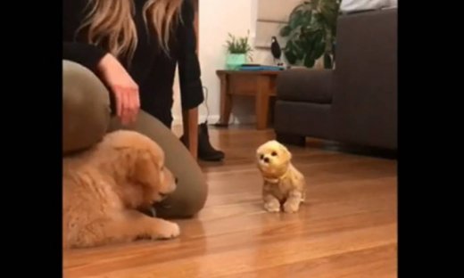 Όταν ένας αξιολάτρευτος σκύλος συναντά ένα σκυλάκι - παιχνίδια