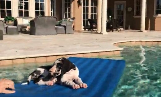 Αυτή η βουτιά δεν του άρεσε καθόλου