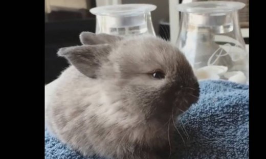 To κουνελάκι και το…μπιμπερό!