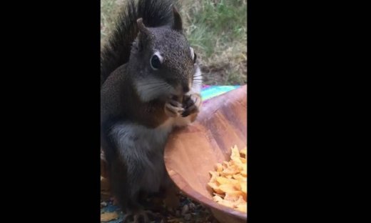 Ο διάλογος με ένα σκίουρο είναι όλα τα λεφτά!