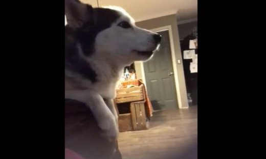 Αυτός ο σκυλάκος κάνει ντουέτο με το αφεντικό του