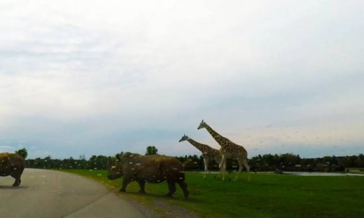 Απίστευτο! Ρινόκεροι και καμηλοπαρδάλεις διασχίζουν το δρόμο!