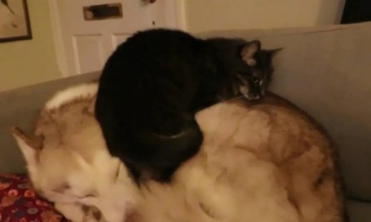 Κι όμως αυτό το γατί έχει θράσος