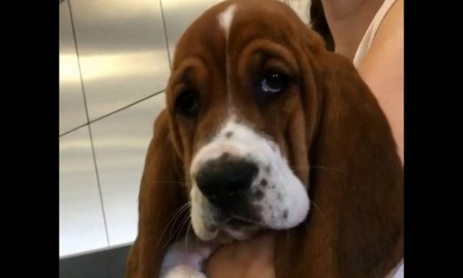 Δε φαντάζεστε για ποιο λόγο είναι λυπημένο αυτό το κουτάβι!