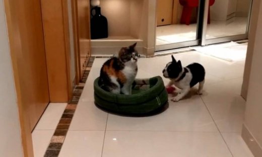 Δείτε πώς ένας σκύλος παίρνει με δόξα και τιμή το κρεβατάκι της γάτας