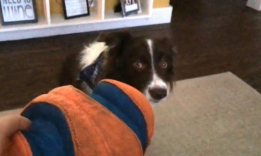 Κι όμως αυτός ο σκύλος λέει «όχι» στο νέο του παιχνίδι!