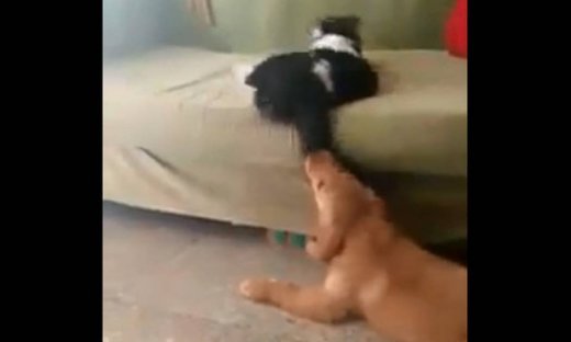 Σαν τη γάτα με το σκύλο κυριολεκτικά! Ο σκύλος της δαγκώνει την ουρά κι αυτή…