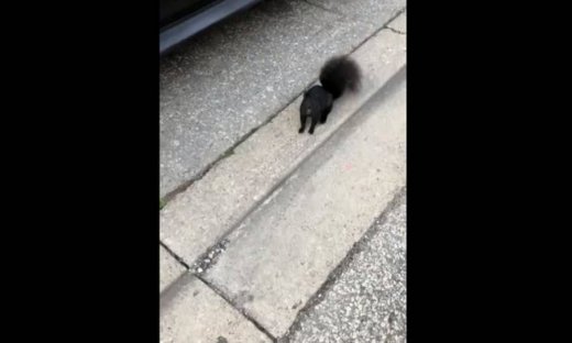 Αυτός ο αξιολάτρευτος σκίουρος πιάνει «ψιλή» κουβέντα στο δρόμο!