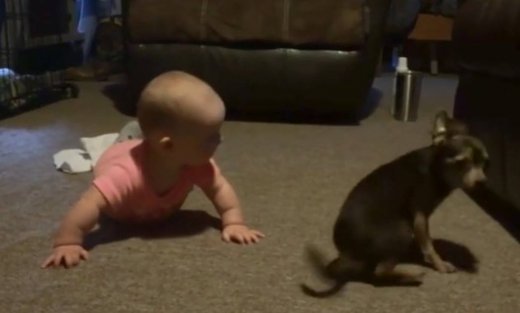Απίστευτο! Δείτε πώς ένας σκύλος μαθαίνει στο μωρό να… σέρνεται!