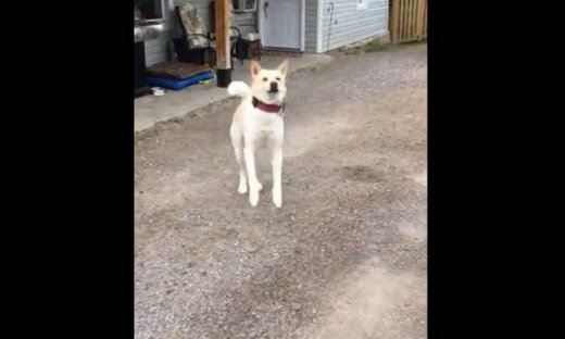 Η απίστευτη χαρά ενός σκύλου όταν το αφεντικό του επιστρέφει στο σπίτι!