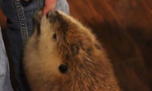 Ο κάστορας με τις εντυπωσιακές ικανότητες στο… χτίσιμο (vid)