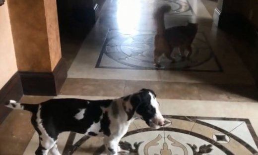 Όταν ένας σκύλος σέβεται το χώρο της γάτας!