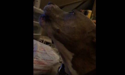 Δεν υπάρχει αυτός ο σκύλος! Δείτε πώς αντιδρά όταν του λένε «σ΄ αγαπώ»