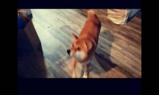 Δε φαντάζεστε γιατί αυτός ο σκύλος χοροπηδάει με μανία!