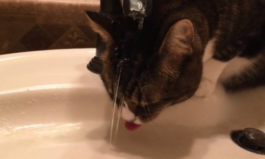 Μπορεί οι γάτες να μισούν το νερό όμως η συγκεκριμένη διψά τόσο πολύ που…