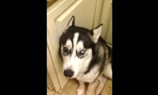 Όταν ένας σκύλος απολογείται….