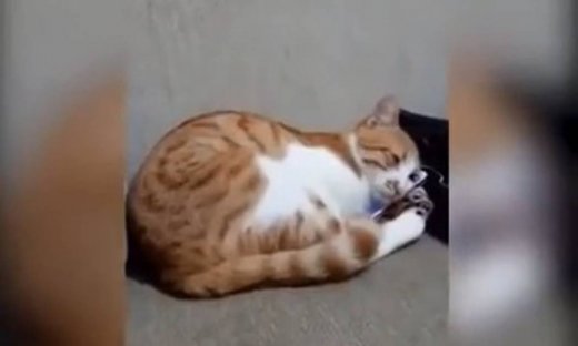 Συγκινητικό! Δείτε πώς αντιδρά μια γάτα όταν βλέπει τη φωτογραφία του αφεντικού της που έχει πεθάνει