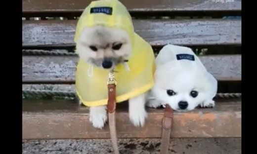 Γιατί και τα σκυλάκια έχουν τα αξεσουάρ τους!