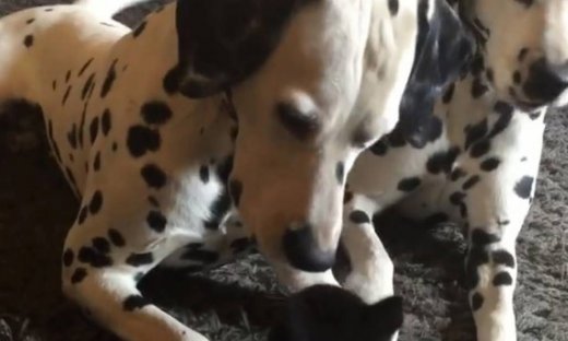 Όταν ο σκύλος γνώρισε τη… γάτα!