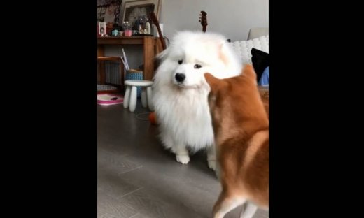 Η αντίδραση ενός σκύλου όταν ακούει το «συγκάτοικο» του να «τραγουδά»