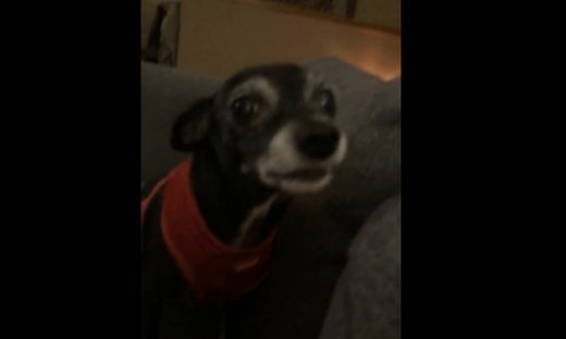 Λέει “cheese”… και ποζάρει για μια φωτογραφία