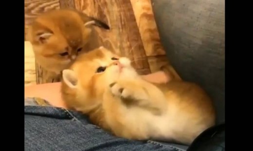 Αυτά τα δυο γατάκια είναι πολύ… παιχνιδιάρικα!