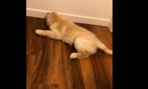 Δε φαντάζεστε με τι τρελαίνεται να παίζει αυτό το κουτάβι!