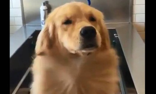 Όταν ένας σκύλος απολαμβάνει το… πιστολάκι!