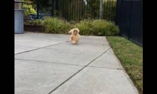 Μην τρομάξεις απλά… μάντεψε… κουνέλι ή σκύλος;